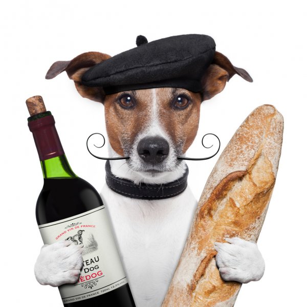 depositphotos 12757496 stock photo french dog wine baguete beret
